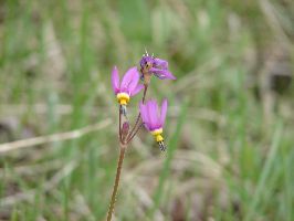 Cariboo Chilcotin Shooting Star